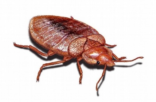 Na štěnice a lezoucí hmyz