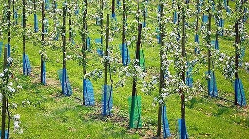 Chráničky proti okusu