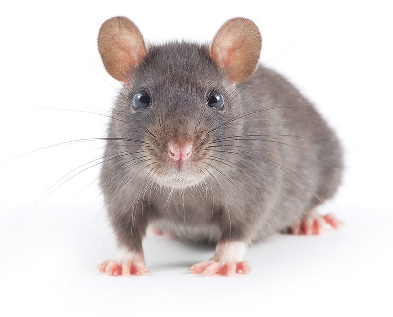 Odpuzovače hlodavců