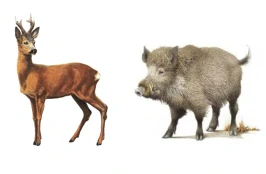 Sada elektrického ohradníku ochrana před zvěří - srnka, jelen, prase, daněk - DUO zdroj - lanko 400 m